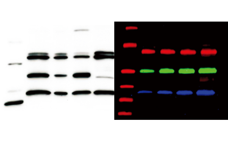 蛋白免疫印跡（WB）技術實驗服務