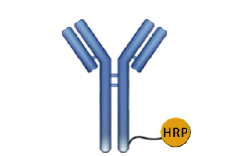 酶/生物素的抗體/蛋白標記服務
